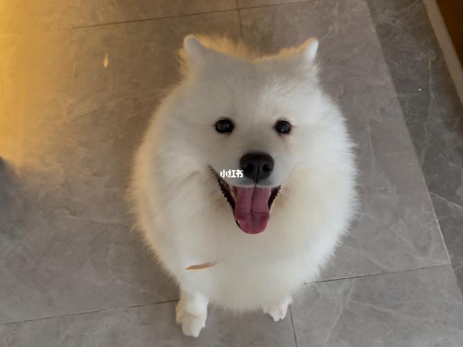 山東貨運(yùn)寵物價(jià)錢多少山東貨運(yùn)寵物價(jià)錢多少錢一噸