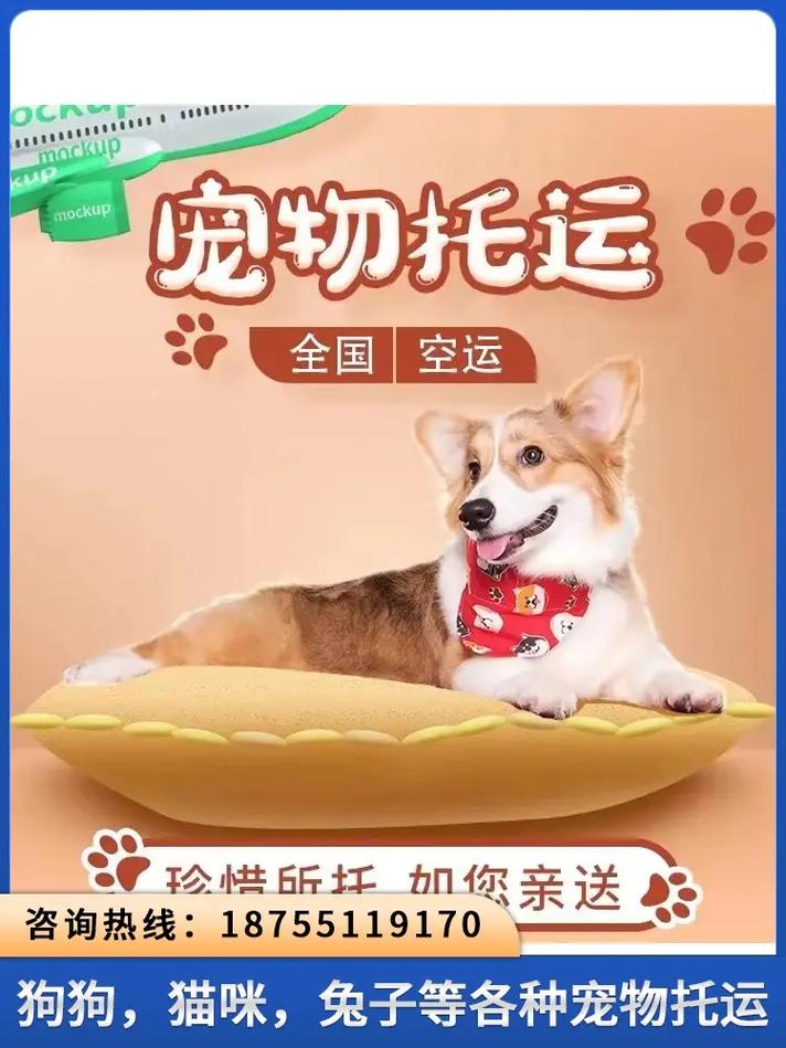 貓咪航空貨運怎么辦理退款貓咪航空運輸