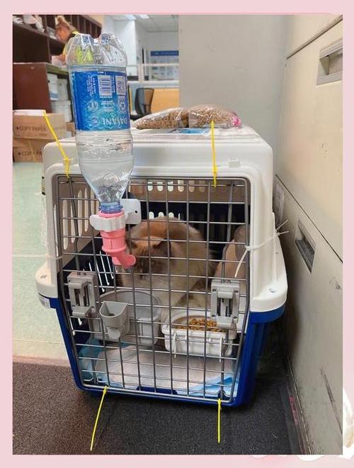 貓咪貨運機貓咪飛機貨運