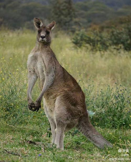 深圳袋鼠貨運深圳袋鼠貨運公司