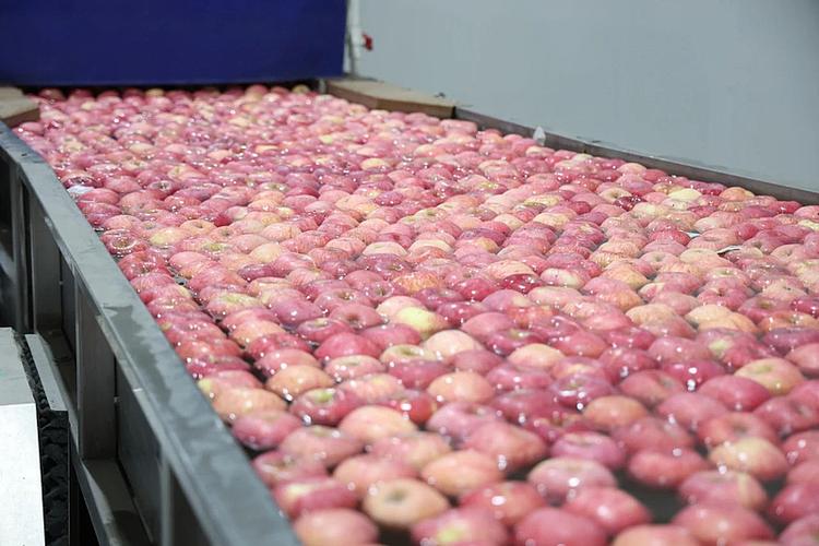 貨運蘋果圖片貨車運蘋果